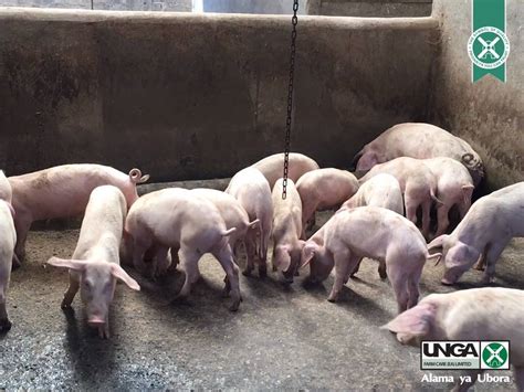 Fugo Pig Feed “more Fugo Pig Creep Pellets Please” 😃 By Unga Farm