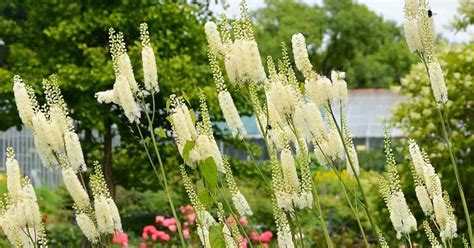 Perennial that comes back every year. 45 Easy Perennials: Flowers That Come Back Every Year ...