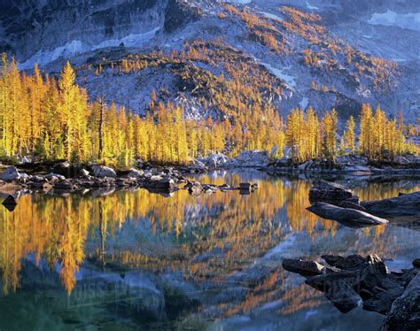 Wa Alpine Lakes Wilderness Enchantment Lakes Golden Larch Trees