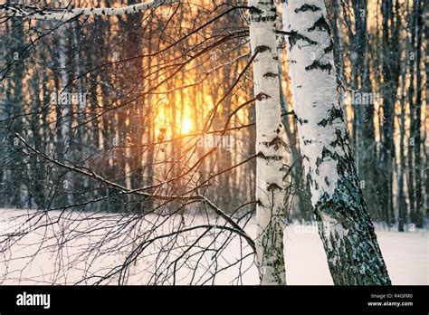 Winter Birch Trees Art And Collectibles Painting