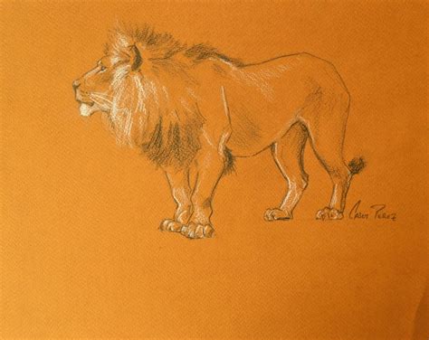 Asiatic Lion Drawing Original Sepia Paper 9x12 Etsy