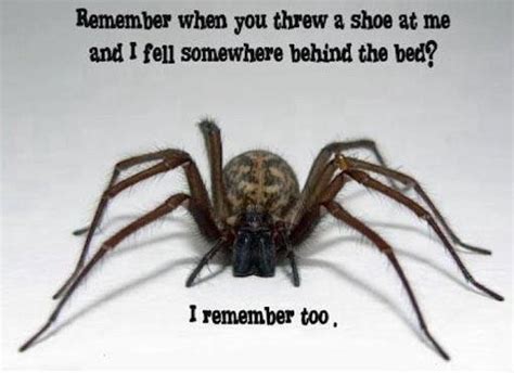 Funny Pictures And Quotes About Fear Of Spiders Quotesgram