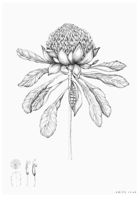 Flower Sketches Botanical Drawings Flower Line Drawings