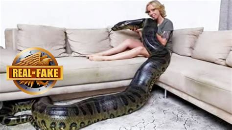 Real Or Fake Woman With Pet Anaconda Photo More Youtube