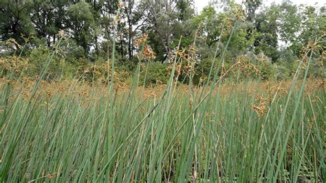 Recommended Vegetation Species To Plant Around Your Lake Or Pond