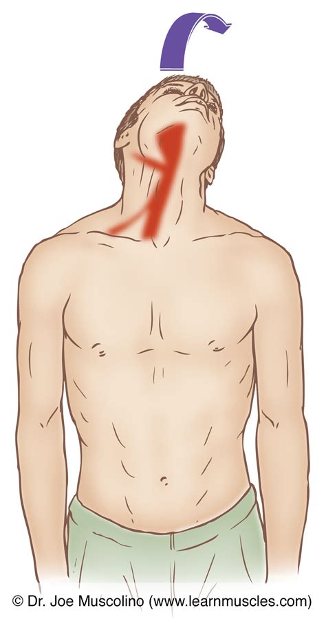 Hyoid Group Stretching Learn Muscles