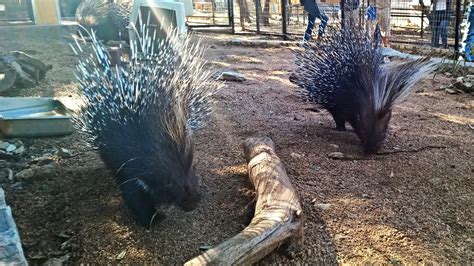 New Habitat For The African Crested Porcupines Austin Zoo
