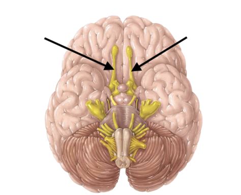 cranial nerves flashcards quizlet