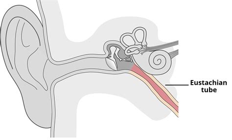 The Eustachian Auditory Tube Osseous Cartilaginous Teachmeanatomy