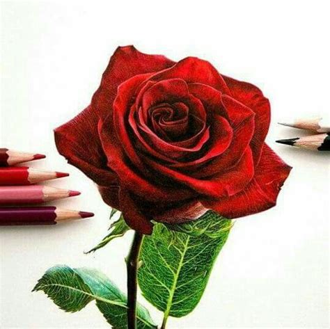 Red Rose Drawing Beautiful Rose Drawing Realistic Flower Drawing