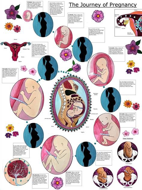 Buy Digital Journey Of Pregnancy Poster Childbirth Education