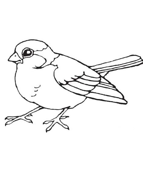 Robin Bird Coloring Pages Coloring Home