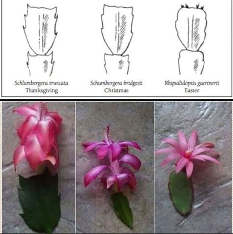 As their common names suggest, a thanksgiving the difference is found in the shape of the leaves too. Is It a Thanksgiving Cactus or a Christmas Cactus? - NDSU ...