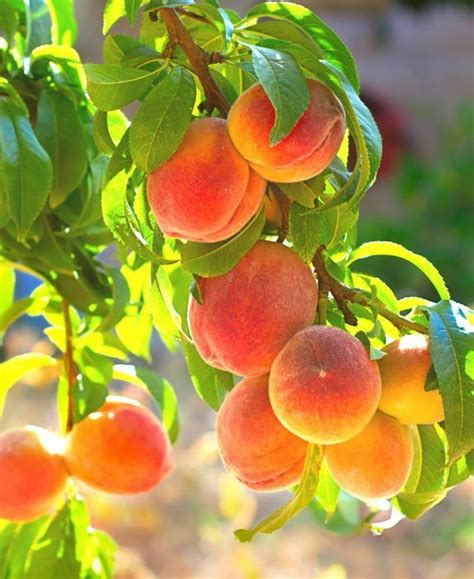 This is a wonderful tasting variety that matches. Contender Peach Tree - Semi-Dwarf _ Peaches _ Fruit Trees ...