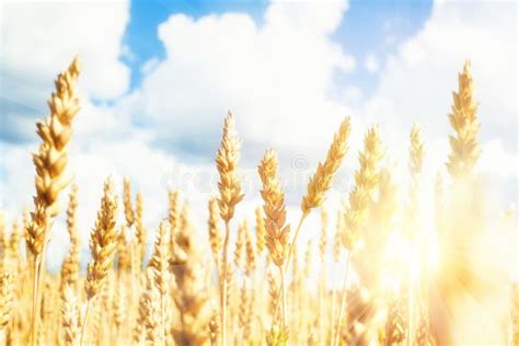 Field With Yellow Wheat And Blue Sky With Sunlight Stock Photo Image