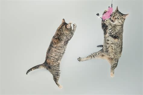 Free Images Group Play Cute Jump Jumping Fur Young Fluffy