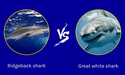 Ridgeback Hammerhead Shark Vs Great White Shark A Z Animals