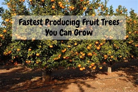 Fastest Producing Fruit Trees You Can Grow Home Guide Plan