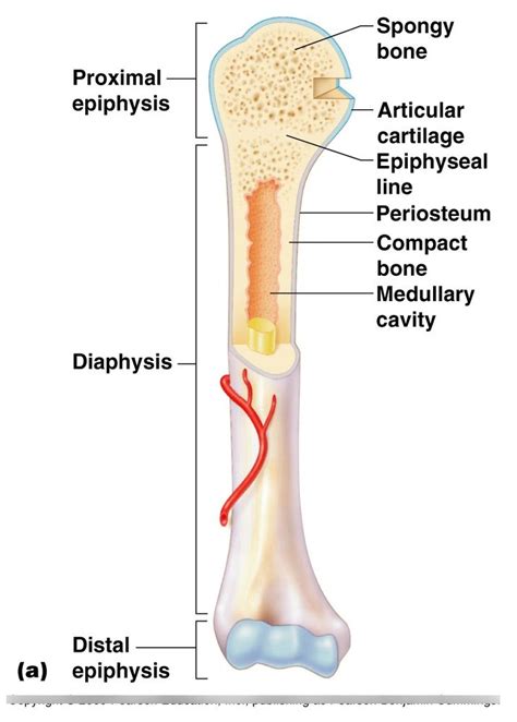 Red marrow makes blood cells. Long Bone Diagram Inside : What Are The Structural Parts ...