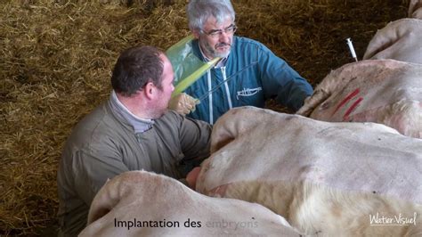 Transplantation Embryonnaire De Vache Charolaise Génétique Et Reproduction Bovine Youtube