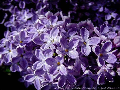 Lavender Lavender Lilac Purple
