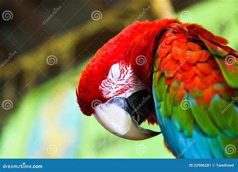 Sleeping Macaw Parrot Stock Image Image Of Summer Fair 22906281