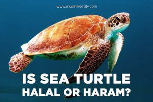 You may also be interested in Is Seafood Halal? (Crab, Lobster, Shark, Octopus, Oyster ...