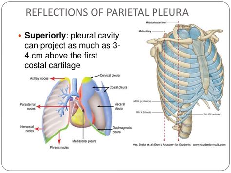 Pleura And Pleural Cavity Copy