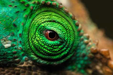 Eye By Gergely Lantai Csont Via 500px Chameleon Eyes Cute Reptiles