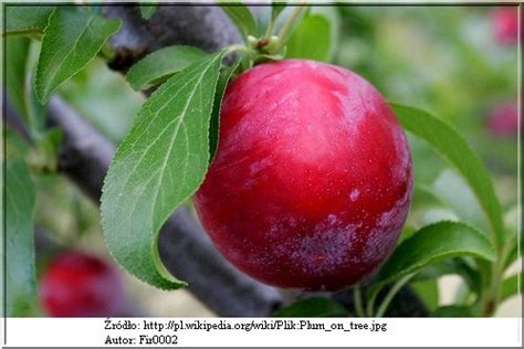 Prunus Domestica Renkloda Althana Śliwa Renkloda Althana C5 60 120cm