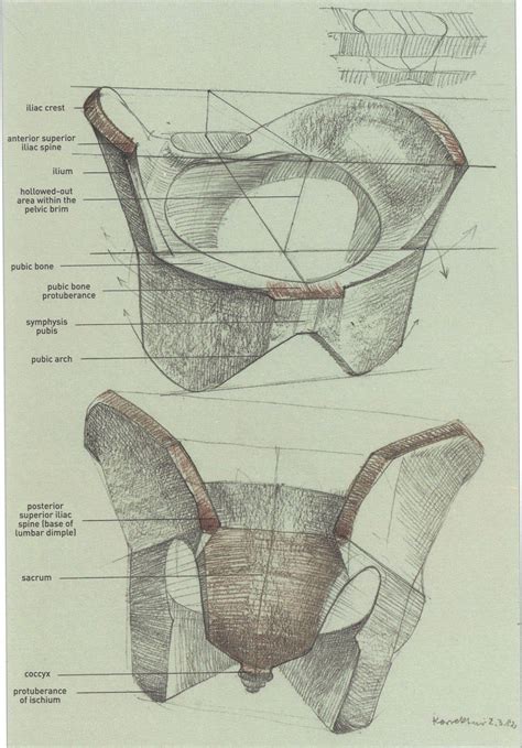 Anatomy For Artists Anatomy Sketches Anatomy Art