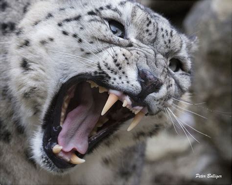 Yes Im Angry Yawning Snow Leopard Zoo Zürich Cheetahs Yawning