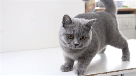 British Shorthair Cats And Kittens Facts You Should Know