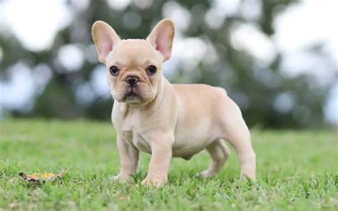 10 Fun Facts About French Bulldogs Unraveling The Charm Of Th
