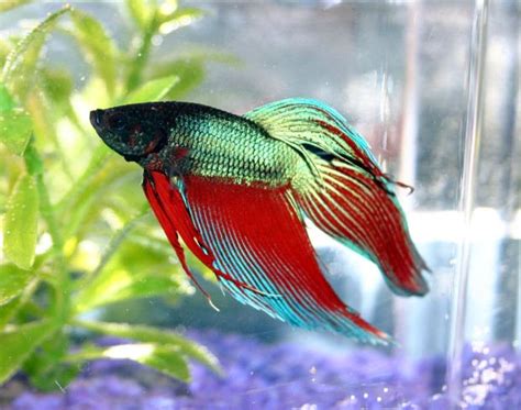 The Complete Betta Fish Care Guide For Beginners Pethelpful