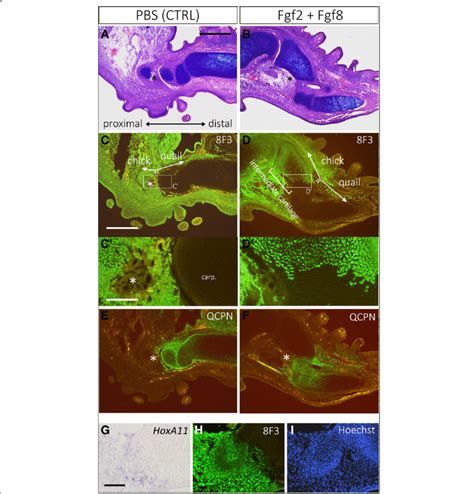 Cellular Contribution Of The Intercalary Induced Cartilage In Chick