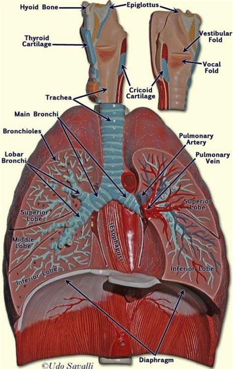 Respiratory System Model Labeled