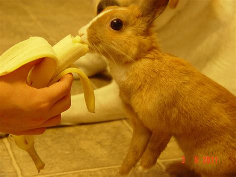 Old Rabbit Eating A Banana By Lalaweki On Deviantart