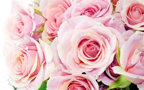 Habrumalas Pink Roses Images