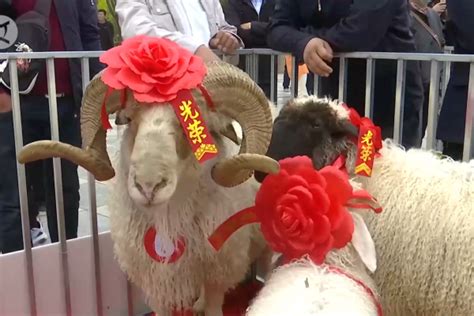 Kontes Kecantikan Domba Digelar Di Yanchi China Antara News