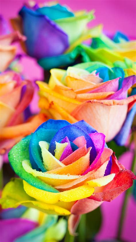 Colorful Roses Wallpapers Rainbow Roses Background ·① Wallpapertag