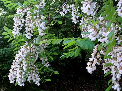 Online newsletter, work on styling a root over rock bonsai tree. flowering trees white cluster flowers 4 apr 2010 | Flickr ...