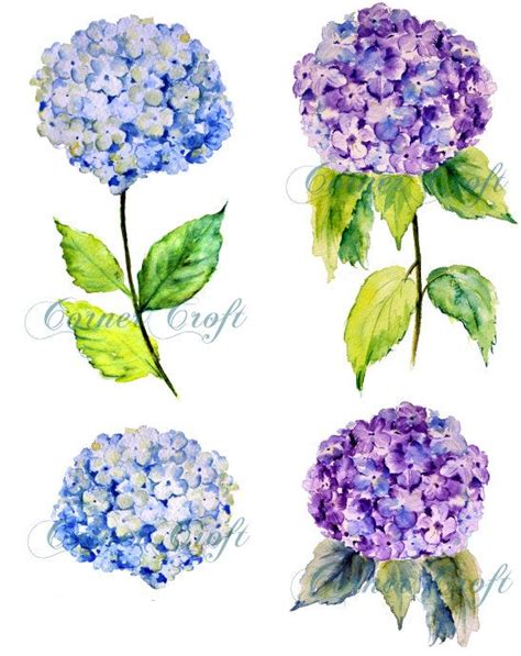 Stylized colorful wolf portrait on white background. Blue hydrangea clipart - Clipground