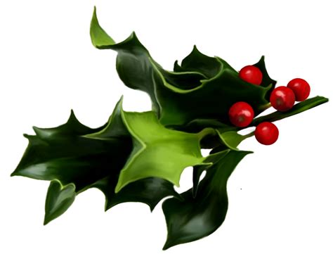This ancient carol is beautiful and the voices on this are awesome! Holly And Ivy PNG Transparent Holly And Ivy.PNG Images ...