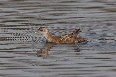 Birds Of Saudi Arabia Excellent Day Sabkhat Al Fasl