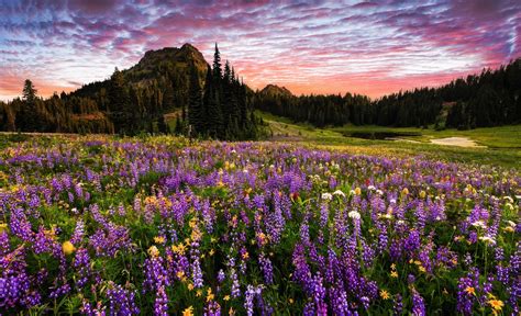 Flowers On Mount Rainier Hd Wallpaper Background Image 2048x1247