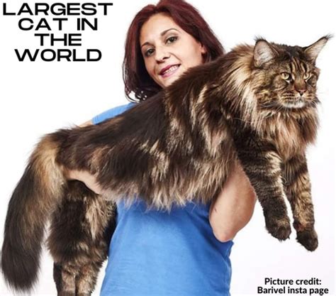 Maine Coon Size The Largest Breed Of Domestic Cat