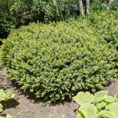 Spring Hill Nurseries Denisformis Spreading Yew 12 In Foundationhedge