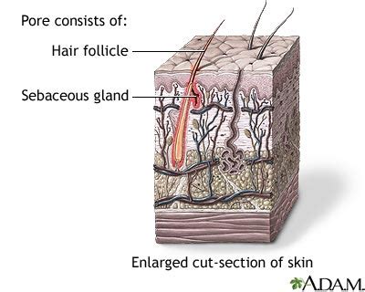 This sort of hair appearance greasy that is mostly due to over production of secretion by the oily glands. Hair follicle sebaceous gland: MedlinePlus Medical ...