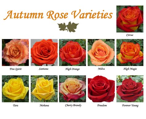 Autumn Flowers in Season